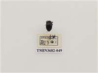 藏品(鞘翅目(2))的圖片